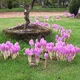 Colchicums