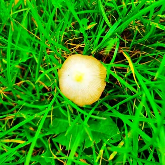 Yellow Fieldcap