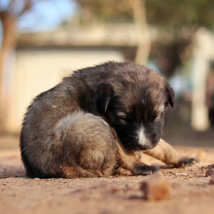 A cute puppy peacefully sleeping outdoors on a