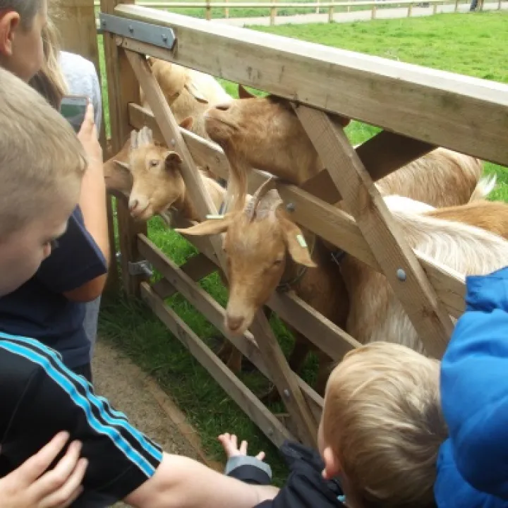 Reaseheath visit, feeding goats.