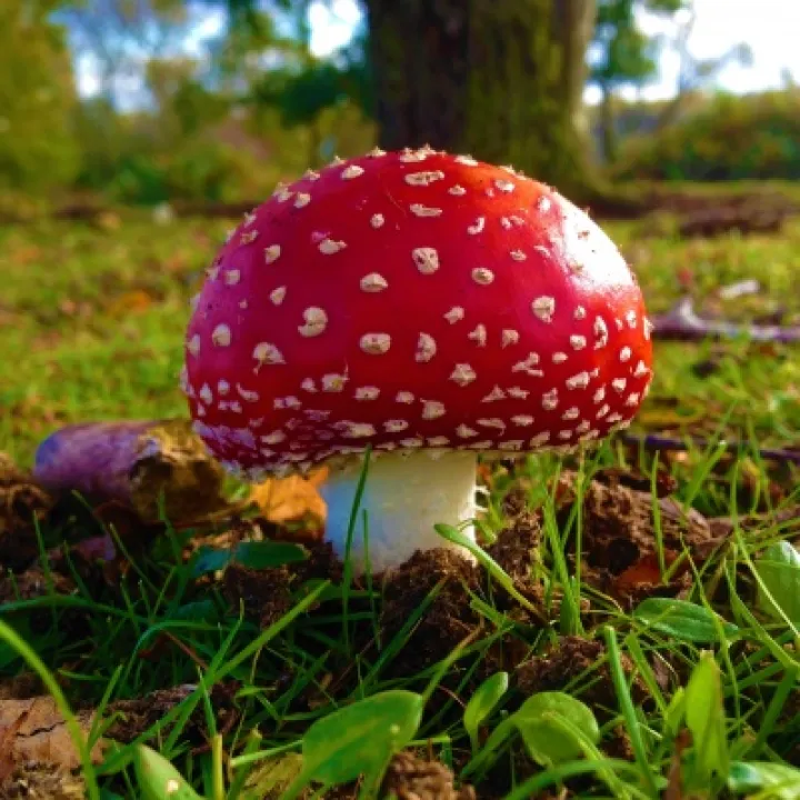 Fly Agaric (4)