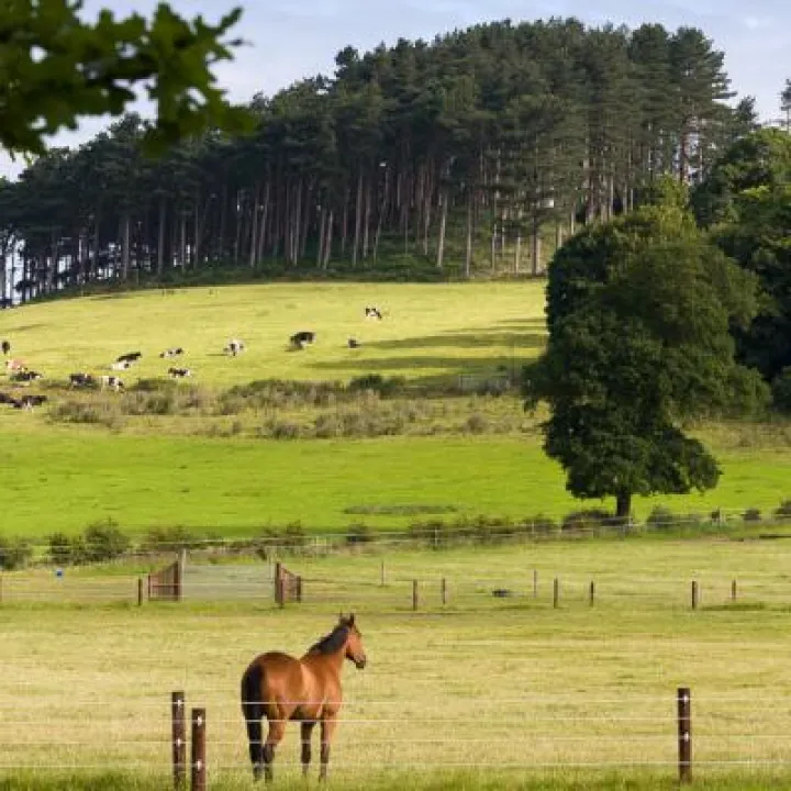 Copse near Harthill
