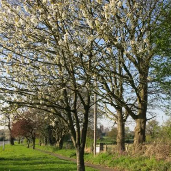 Springtime in Tarvin Img_5586