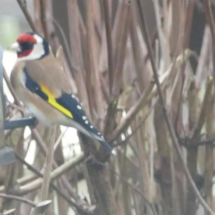 Birds in garden4