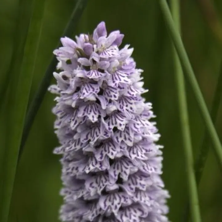 Orchid 1