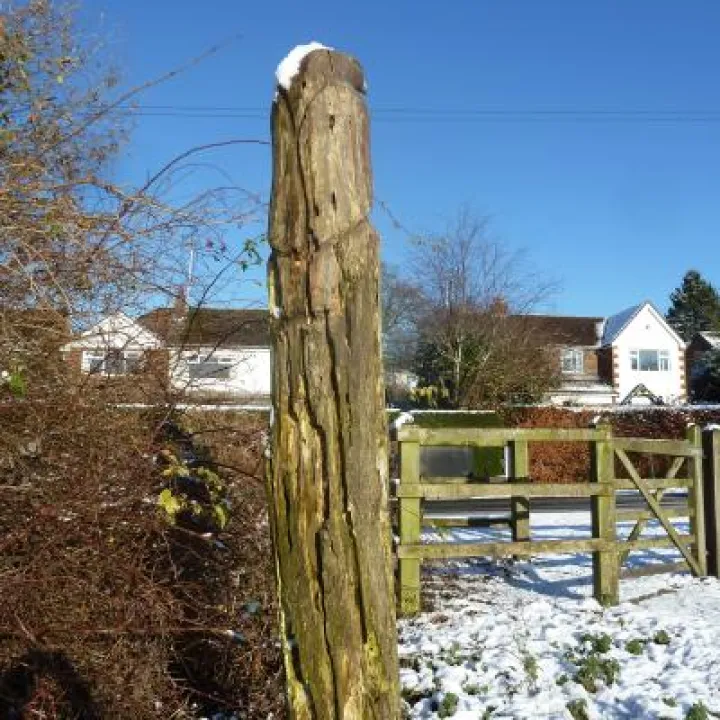 Buzzard Rot