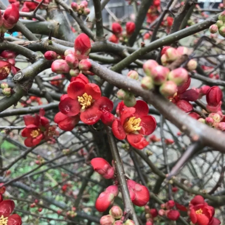 RW's Garden