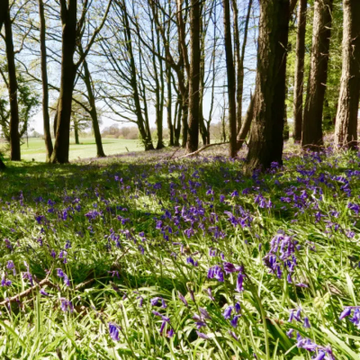 Bluebell 1