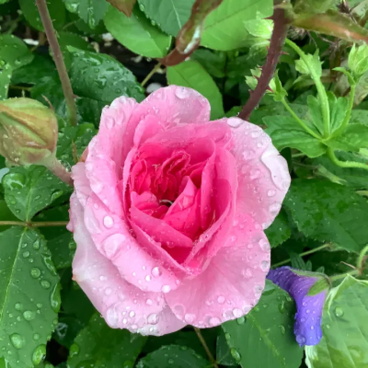 flowers in the rain