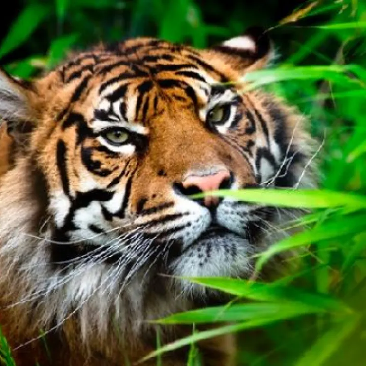 chester-zoo