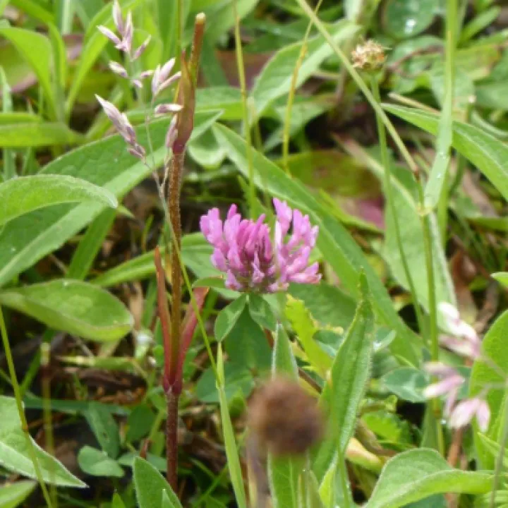 Red Clover