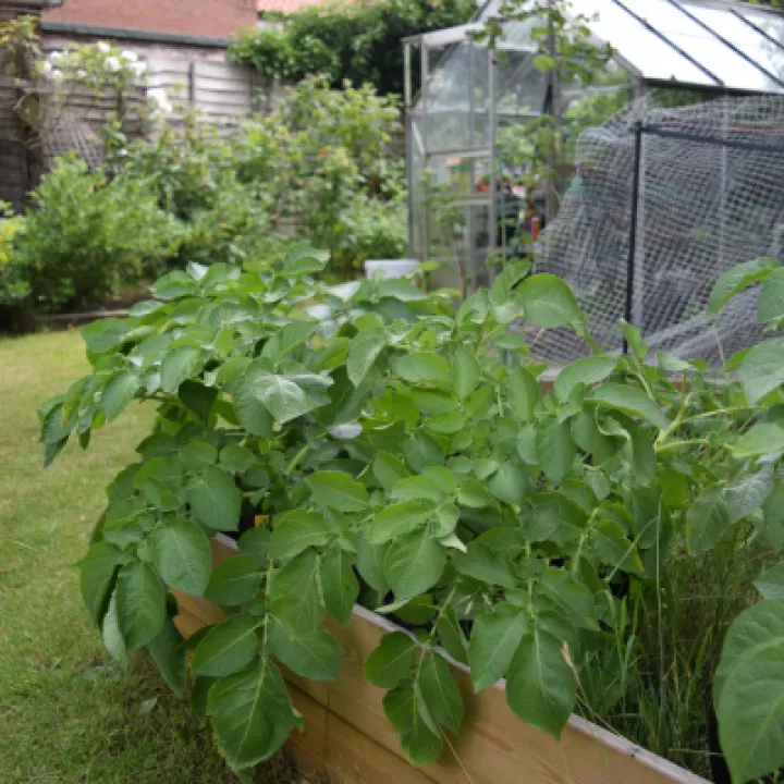 Spuds 1