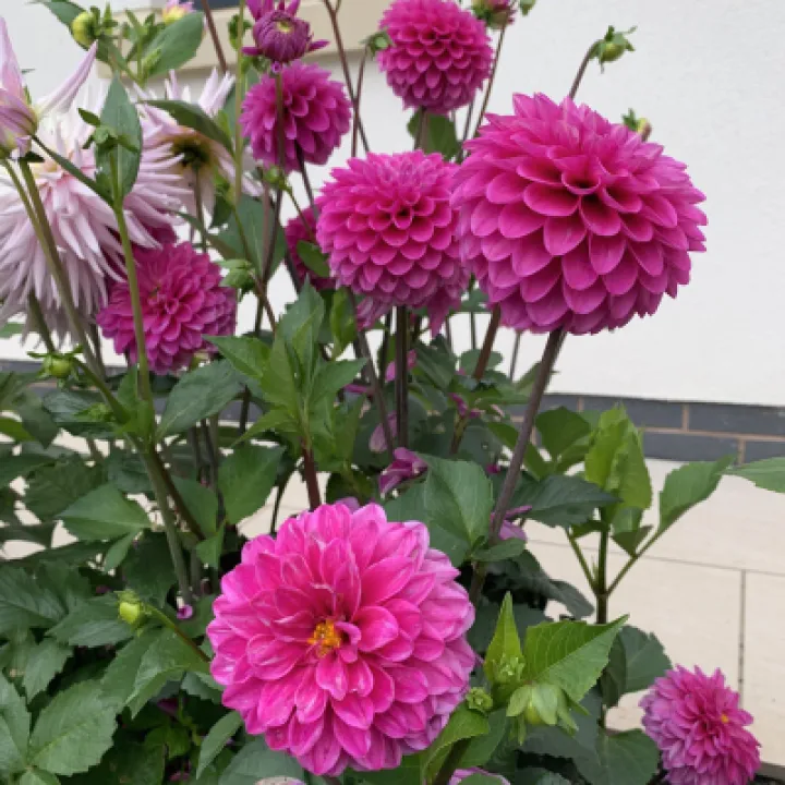 dahlias