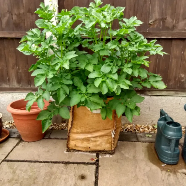 Spuds 17