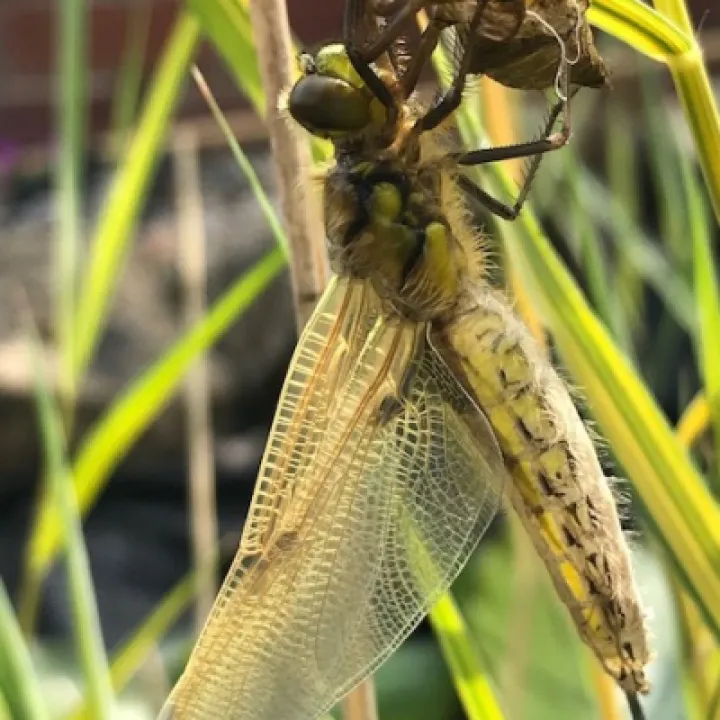 dragonfly 6 copy