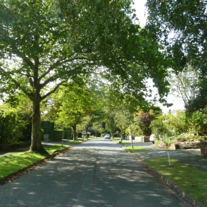 Mature tree overhanging High Tree Dr