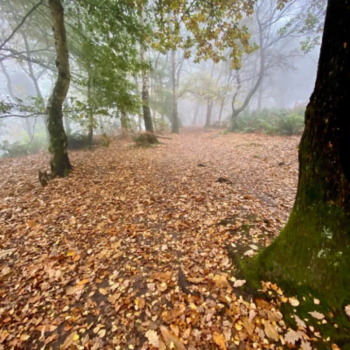 Autumnal Image 2