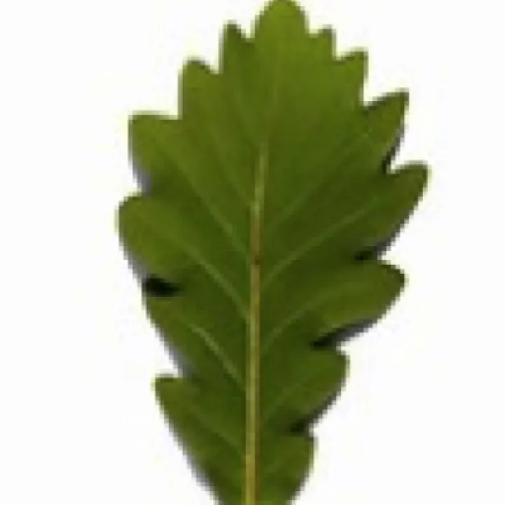 Turnpike Field Leaves