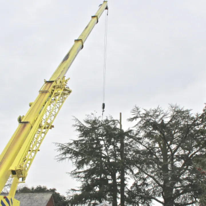 Tree Removal 4
