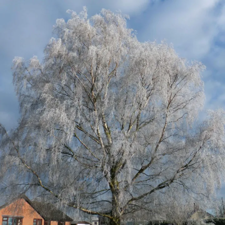 Frosty Audlem