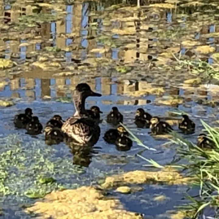turnpike pond