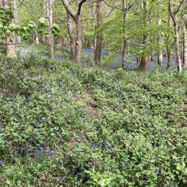 kate chirk bluebells