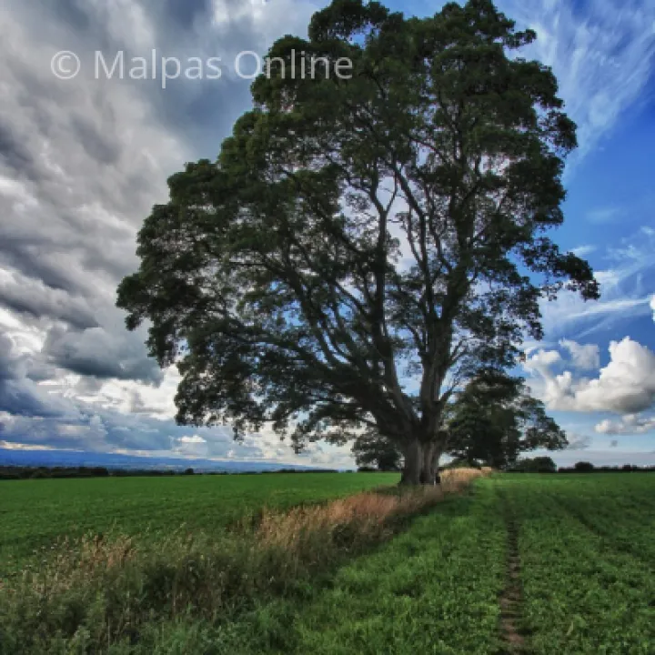 Ox Heys Trees