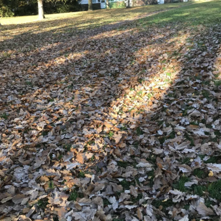 Autumn leaves 3