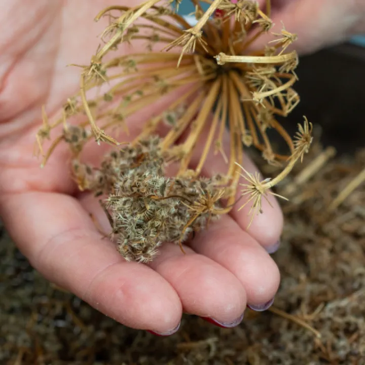 Hsl Saving Seed