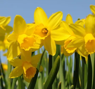 daffodil-shortage-mild-weather-1551084617