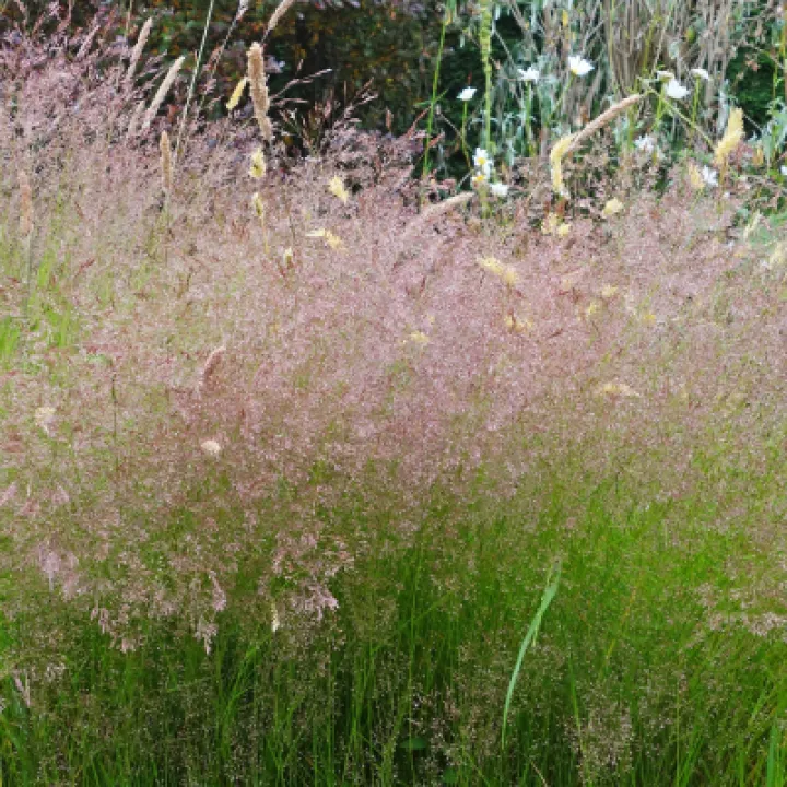 Smooth Meadow Grass