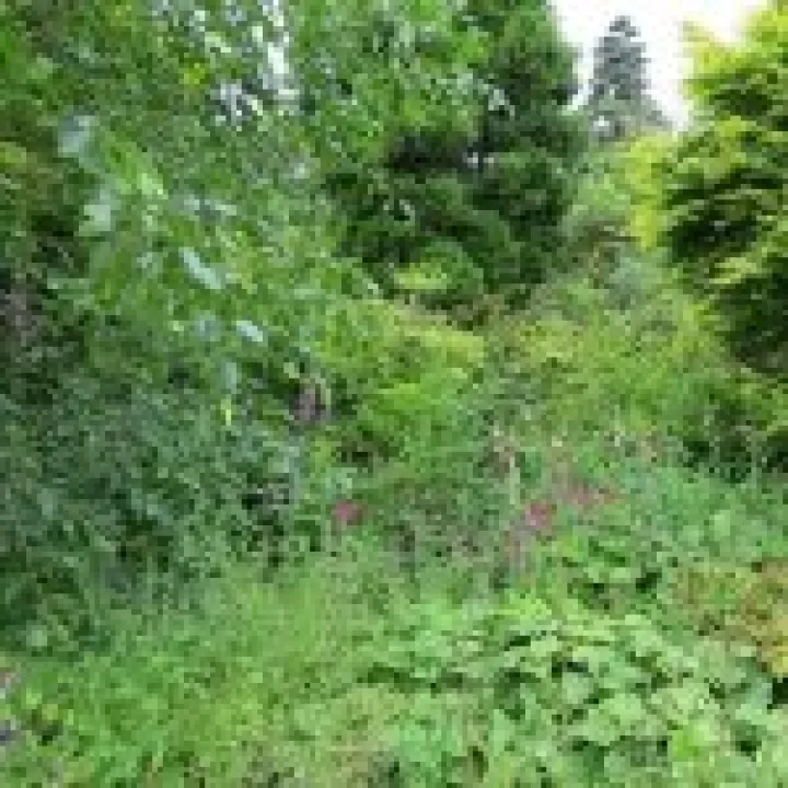 Ness Gardens jpg13
