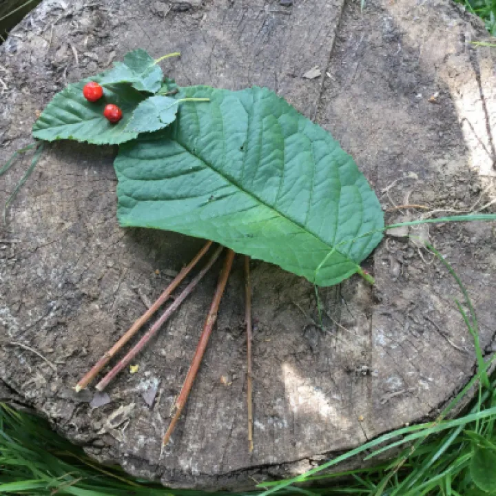 Forest schools