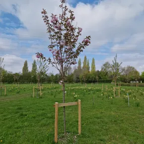 Jubilee Forest 2