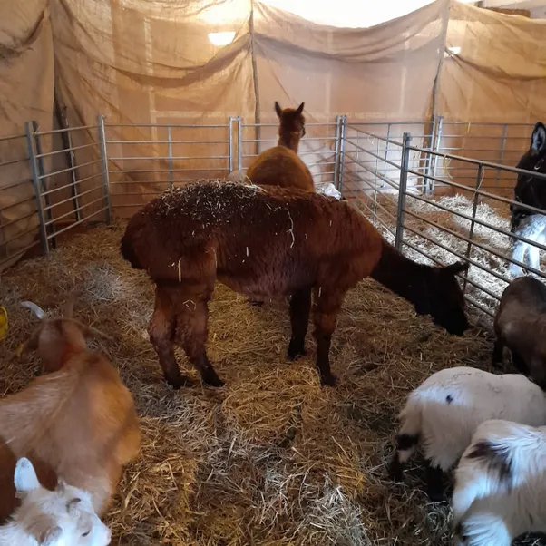 Animals in Our Live Nativity Stable