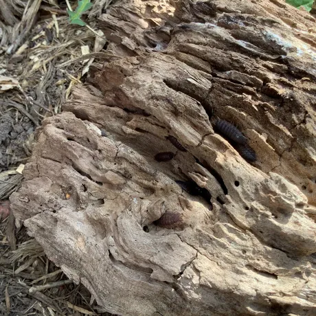 Bugs
