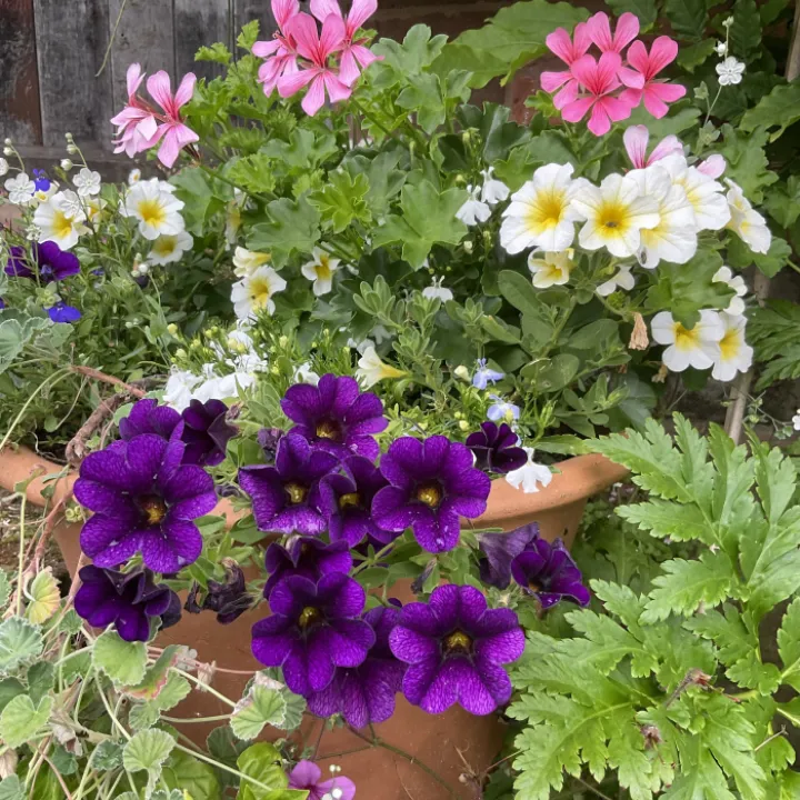 Garden blogjuly24
