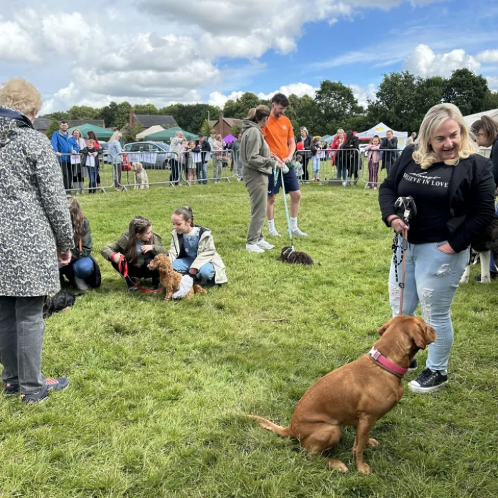 Dog Show 5