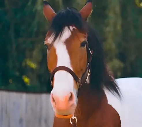 Horse