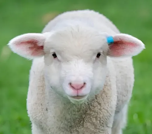 Sheep