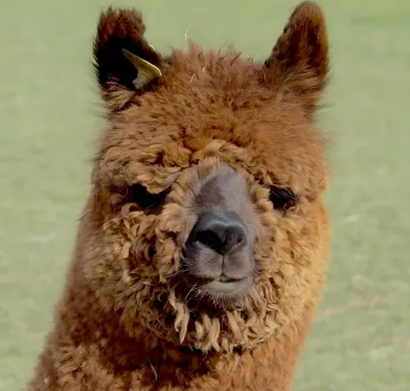 Alpaca