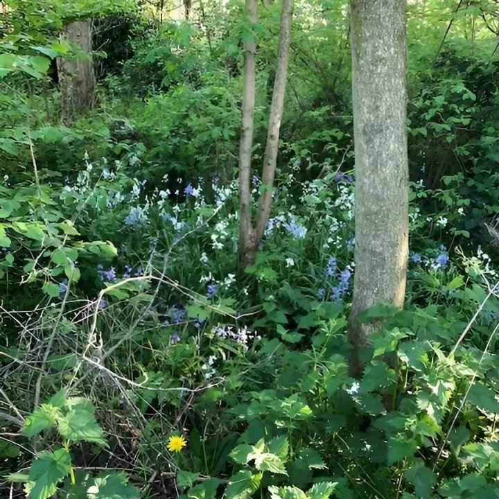 Wilding Area 1