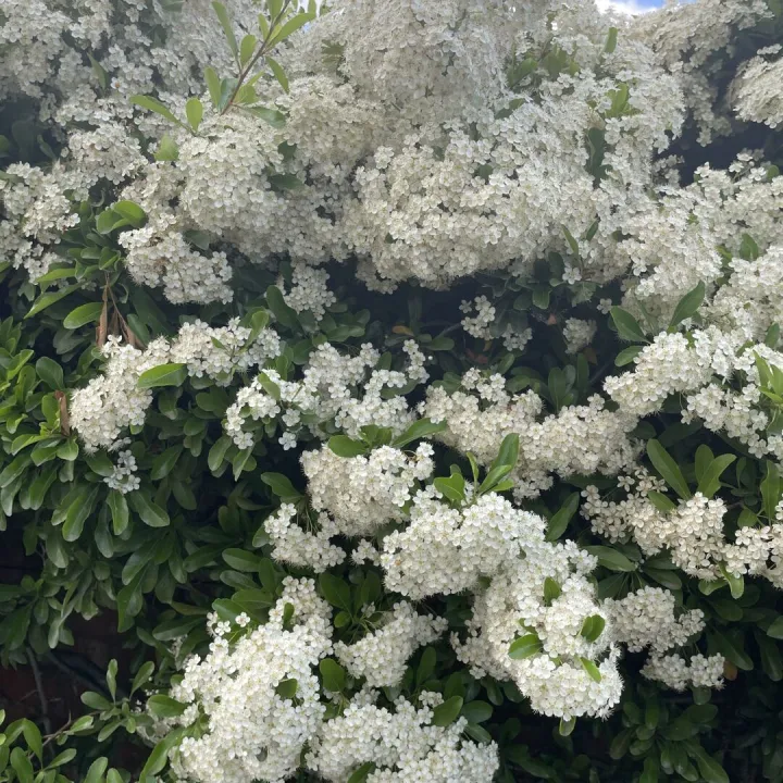 June garden 25