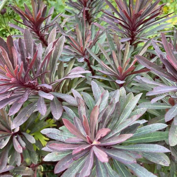 August25 garden