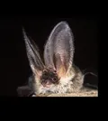 Bat Walk Pic