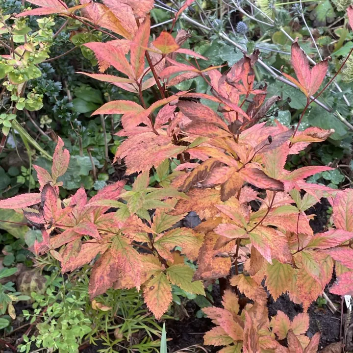 Autumn garden