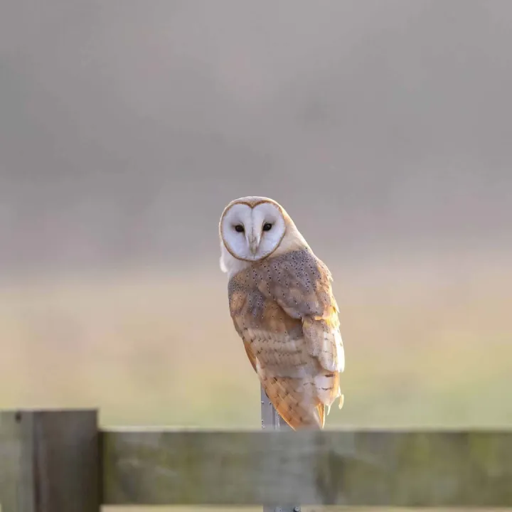 Barn Owl