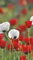Poppy For Peace