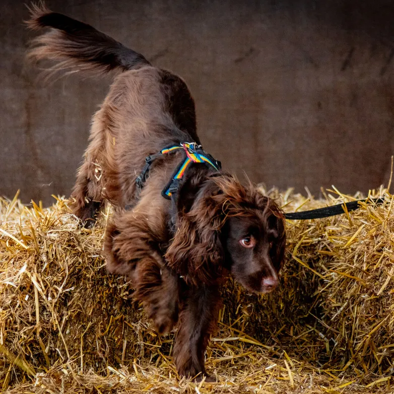 George Barn Hunt