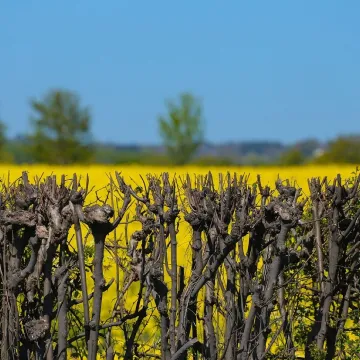Yellow, hedge, spring, blue sky, nature, field